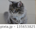 見つめる猫　サイベリアン 135653825
