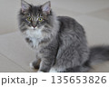 アレルギーの出ない猫　サイベリアン 135653826
