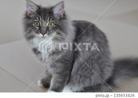 アレルギーの出ない猫　サイベリアン 135653826