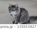 アレルギーの出ない猫　サイベリアン 135653827