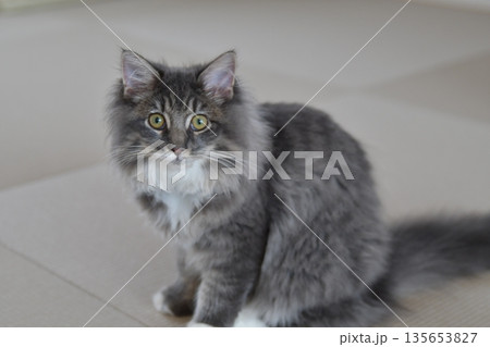 アレルギーの出ない猫　サイベリアン 135653827