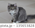アレルギーの少ない猫　サイベリアン 135653828