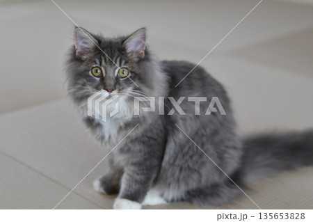 アレルギーの少ない猫　サイベリアン 135653828
