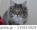 アレルギーの出ない猫　サイベリアン 135653829