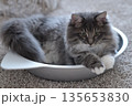 アレルギーの出ない猫　サイベリアン 135653830