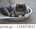 アレルギーの出ない猫　サイベリアン 135653831
