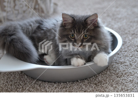 アレルギーの出ない猫　サイベリアン 135653831