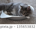 アレルギーの出ない猫　サイベリアン 135653832
