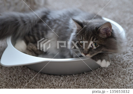 アレルギーの出ない猫　サイベリアン 135653832