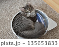 アレルギーの出ない猫　サイベリアン 135653833