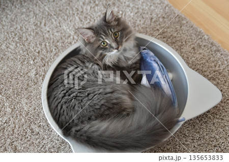 アレルギーの出ない猫　サイベリアン 135653833