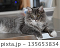 アレルギーの出ない猫　サイベリアン 135653834