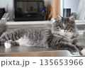 アレルギーの出ない猫　サイベリアン 135653966