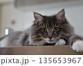 アレルギーの出にくい猫　サイベリアン 135653967