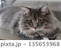 アレルギーの出にくい猫　サイベリアン 135653968