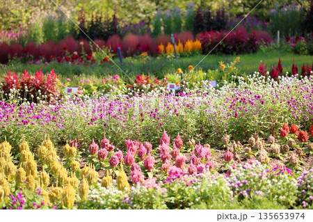 可愛い　センニチコウの花 135653974