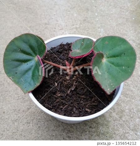 Begonia Polka Dot Variety with Dark Green Leaves and Red Hairy Edges Begonia Polka Dot Variety with Dark Green Leaves and Red Hairy Edges 135654212