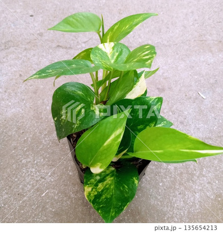 Golden Pothos Epipremnum Aureum Indoor Vine in Black Nursery Bag Golden Pothos Epipremnum Aureum Indoor Vine in Black Nursery Bag 135654213