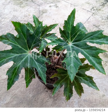 Star Shaped Green Begonia Heracleifolia Hogweed-Leaf Houseplant in Black Pot Star Shaped Green Begonia Heracleifolia Hogweed-Leaf Houseplant in Black Pot 135654214