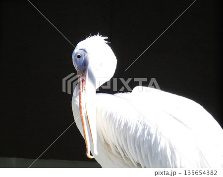 モモイロペリカン 135654382