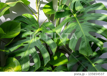 Monstera plant leaf with shade of light and shadow. Monstera is a vining plant from the rainforests of Mexico and Central America that makes use of aerial roots to climb up and through the branches of 135654537