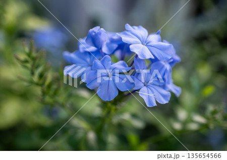 Plumbago auriculata (Cape Leadwort) flowers blooming in the garden. Plumbago is used traditionally to treat warts, broken bones and wounds. Plumbago auriculata (Cape Leadwort) flowers blooming in the garden. Plumbago is used traditionally to treat warts, broken bones and wounds. 135654566
