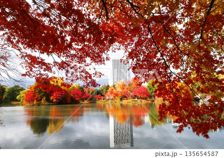 晩秋に染まる絶景 中島公園 晩秋に染まる絶景 中島公園 135654587
