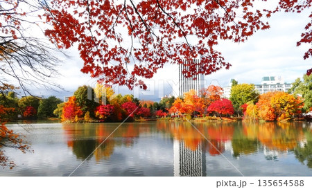 晩秋に染まる絶景　中島公園 135654588