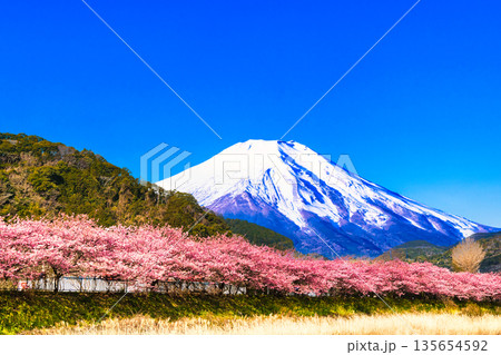満開の河津さくらと富士山合成 135654592