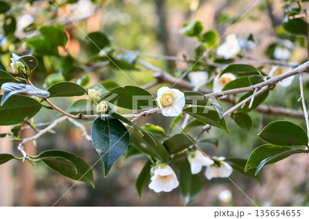 椿「白侘助」 Camellia white wabisuke 椿「白侘助」 Camellia white wabisuke 135654655