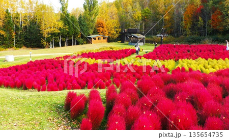 ゆにガーデンのコキア ゆにガーデンのコキア 135654735