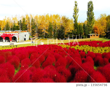 ゆにガーデンのコキア ゆにガーデンのコキア 135654736