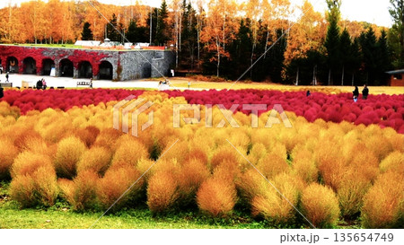 ゆにガーデンのコキア 135654749