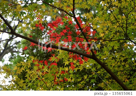 静寂に燃える中心の紅 135655061