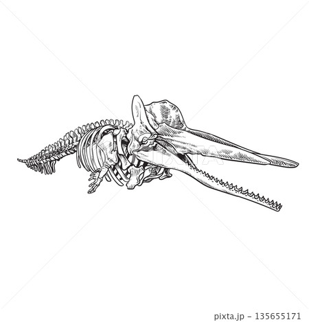 Vector drawing illustration of Whale bones 135655171
