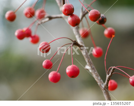 赤く熟したミカイドウの実 135655207