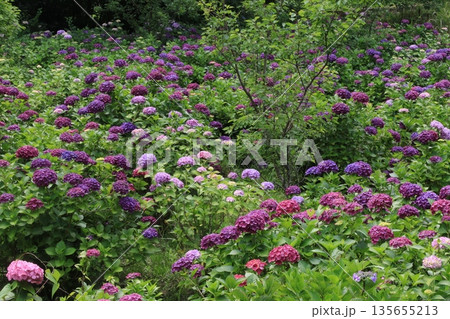 紫陽花の香り 135655213