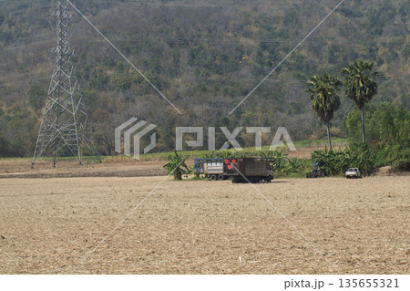A wide-angle view showing the surrounding environment of a harvested sugarcane field. A wide-angle view showing the surrounding environment of a harvested sugarcane field. 135655321