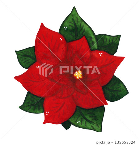 A bright poinsettia flower. Hand-drawn watercolor illustration, cartoon. Design for cards, invitations, and stickers. Holiday, flower, plant, Christmas, bright, decoration, red, green A bright poinsettia flower. Hand-drawn watercolor illustration, cartoon. Design for cards, invitations, and stickers. Holiday, flower, plant, Christmas, bright, decoration, red, green 135655324