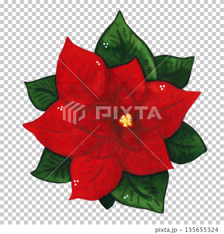 A bright poinsettia flower. Hand-drawn watercolor illustration, cartoon. Design for cards, invitations, and stickers. Holiday, flower, plant, Christmas, bright, decoration, red, green A bright poinsettia flower. Hand-drawn watercolor illustration, cartoon. Design for cards, invitations, and stickers. Holiday, flower, plant, Christmas, bright, decoration, red, green 135655324