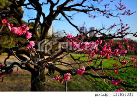 春　紅梅の花咲く浜離宮恩賜庭園　汐留ビル群 135655333