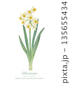水彩で描いた水仙のベクターイラスト 135655434