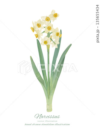 水彩で描いた水仙のベクターイラスト 135655434