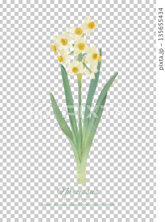 水仙花的水彩向量插圖 135655434