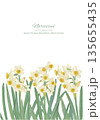 水彩で描いた水仙の背景イラスト 135655435