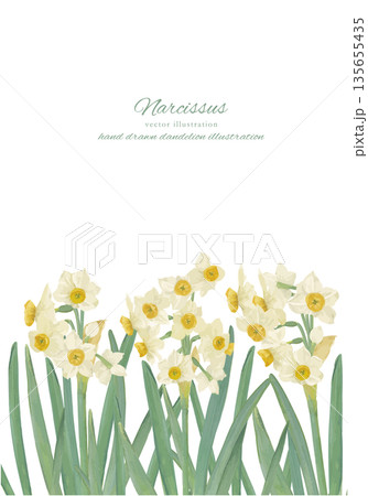 水彩で描いた水仙の背景イラスト 135655435