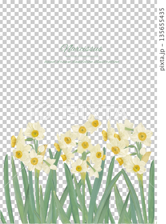 水彩で描いた水仙の背景イラスト 135655435