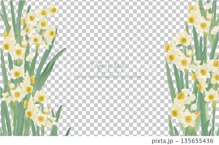水彩水仙花背景邊框插圖 135655436