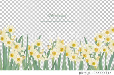 水彩水仙花背景邊框插圖 135655437