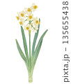 水彩で描いた水仙のラスターイラスト 135655438